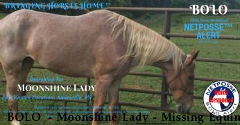 BOLO  - Moonshine Lady - Missing Equine Near Amissville, VA, 20106